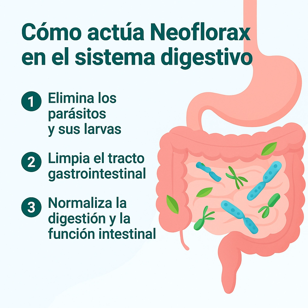 Cómo actúa Neoflorax en el sistema digestivo paso a paso